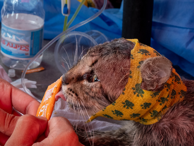 A cat is fed therapeutic food after surgery at an emergency veterinary clinic inside the McDonald’s in La Guaira, Venezuela.