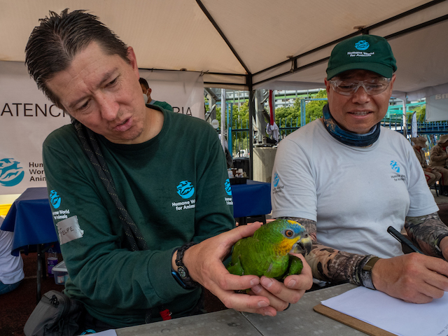 Felipe Marquez of Human World for Animals holds a parrot that has been brought to be checked at a mobile clinic at the polideportivo camp for displaced people in La Guaira, Venezuela.