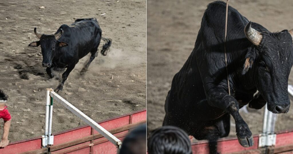 OLÉ! Insane Footage Shows Chaos Ensue After Enraged Bull Leaps Into the Stands During Colombian Bullfight Festival (VIDEOS)
