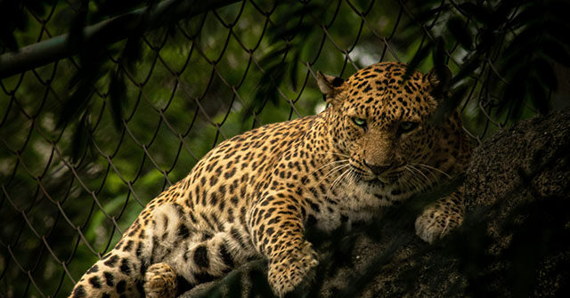 India: Leopard Bursts into Liquor Store, Attacks Employee