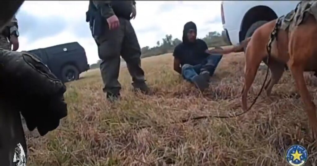 Texas DPS K-9 Locates Criminal Illegal Alien MS-13 Gang Member in Brush During 5 Mile Trek (VIDEO)
