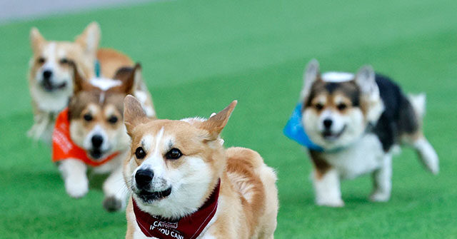 WATCH — 150 Corgis Gather in Lithuania for International Race and Unique Competitions: ‘It’s Just Great Fun’