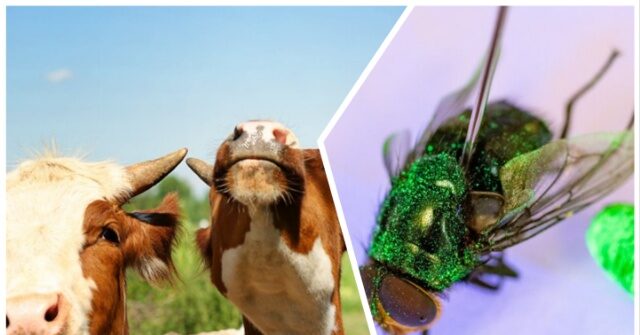 Cattle Imports from Mexico Resume as Trump Admin Successful Battle Against Screwworm Invasion Advances