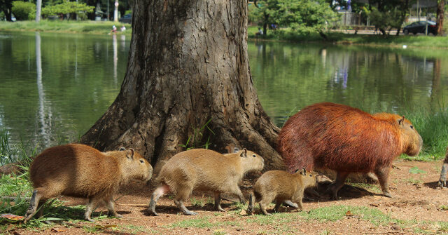 Watch: Capybaras Invade Regional Legislature in Brazil