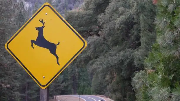 Getting Away with Murder: Under Trump, the Buck Stops Nowhere