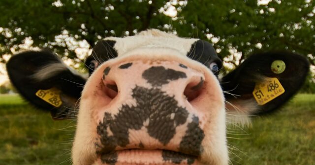 Left-Wing Govt Latest: Britain’s New Farming Minister Fainted at Sight of Meat