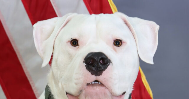 BATTLE-READY DOGO: Rescued Deaf Molosser Prepares to Deploy with Michigan National Guard