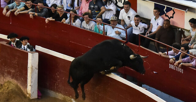 WATCH: 1,100-Pound Bull Jumps over Barrier, Almost Gores Fans at Spanish Bullfighting Fair