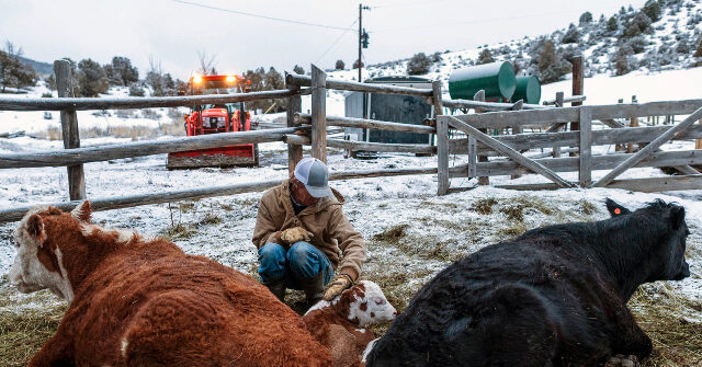 Exclusive – Colorado U.S. Rep. Gabe Evans: Democrat Opponent Is ‘Socialist Vegan’ Who ‘Called for a Vice Tax on Meat, Dairy, Eggs’