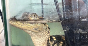 Federal Agents Seize 110lbs of Drugs, Baby Alligator, Gold-Plated Gun at Luxury L.A. ‘Stash House’