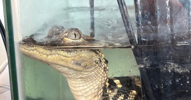 Federal Agents Seize 110lbs of Drugs, Baby Alligator, Gold-Plated Gun at Luxury L.A. ‘Stash House’