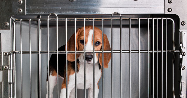 Exclusive – White Coat Waste Project Reveals Oak Hill Genetics Shipped over 1,500 Hound Dogs for Experimentation Including to Labs Funded by NIH