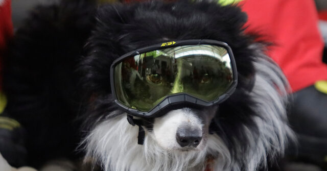 Watch: Statue Unveiled of Hero Border Collie that Rescued 26 People After Venezuela Earthquake
