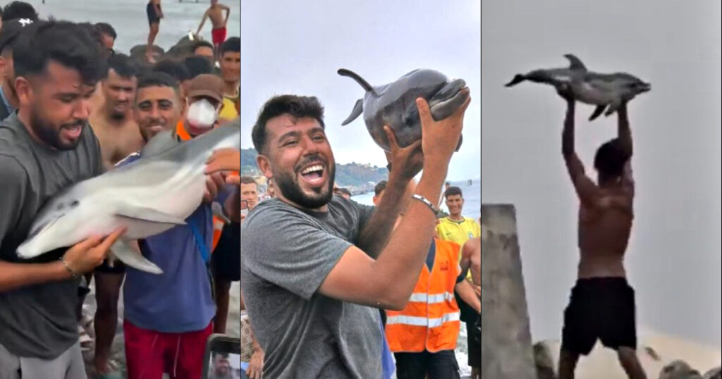 OUTRAGE as Ceuta Migrant Invaders Reportedly Beat Baby Dolphin to Death and Parade It Along the Beach (SHOCK VIDEOS)