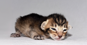 Kittens Need Homes But Adoption Center Cares More About Politics Than Saving Them-Bans ‘MAGA’ Adopters